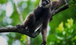 长臂猴圈内爆料,揭秘娱乐圈幕后真相